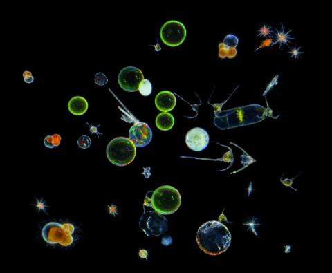 image-protists_mix_atlantic_cs