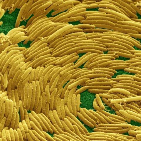 Myxococcus xanthus