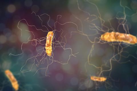 Clostridioides difficile bacterium - Bactérie Clostridioides difficile