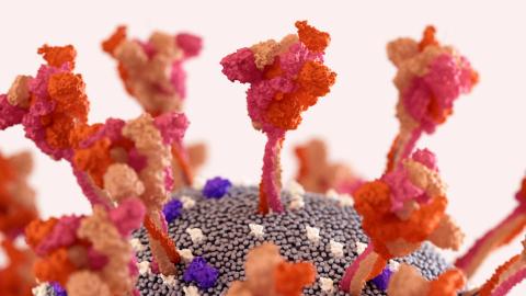 Proteine Spike SARS-CoV-2