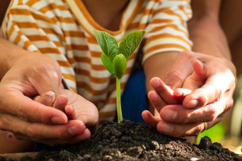 Illustration plantation parent avec son enfant