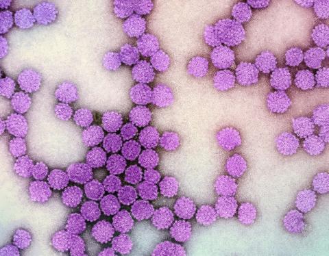 Papillomavirus