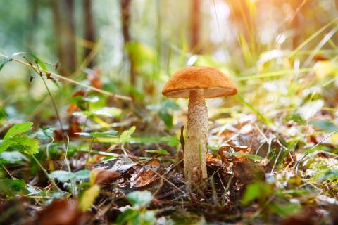 Un champignon dans la forêt. 