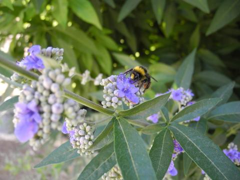 Plantes à parfum : éveillez vos sens